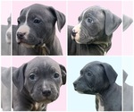 Image preview for Ad Listing. Nickname: Litter of 4