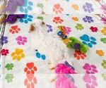 Small #9 Cavapoo (Miniature)-Poodle (Toy) Mix