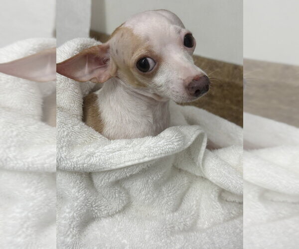 Medium Photo #10 Chihuahua Puppy For Sale in Mundelein, IL, USA