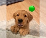 Small #4 Golden Retriever