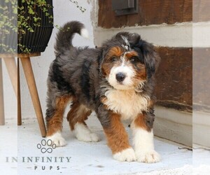 Bernedoodle Puppy for sale in NARVON, PA, USA