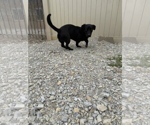 Bull - Male Dachshund-Retriever  Mix Dog for Adoption - Photo #6