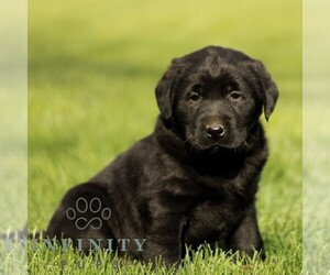 Labrador Retriever Puppy for sale in RONKS, PA, USA
