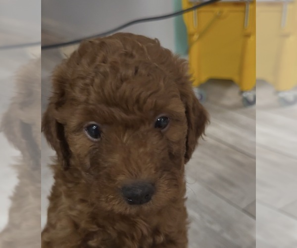 Medium Photo #5 Golden Retriever-Poodle (Toy) Mix Puppy For Sale in GIBSONTON, FL, USA