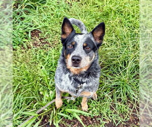 Texas Heeler Dogs for adoption in Waterford, VA, USA