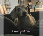 Small #8 Dachshund