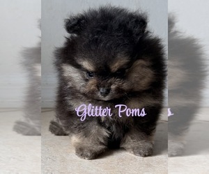 Pomeranian Puppy for sale in LEHIGH ACRES, FL, USA