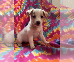 Mutt Dogs for adoption in Pacolet, SC, USA