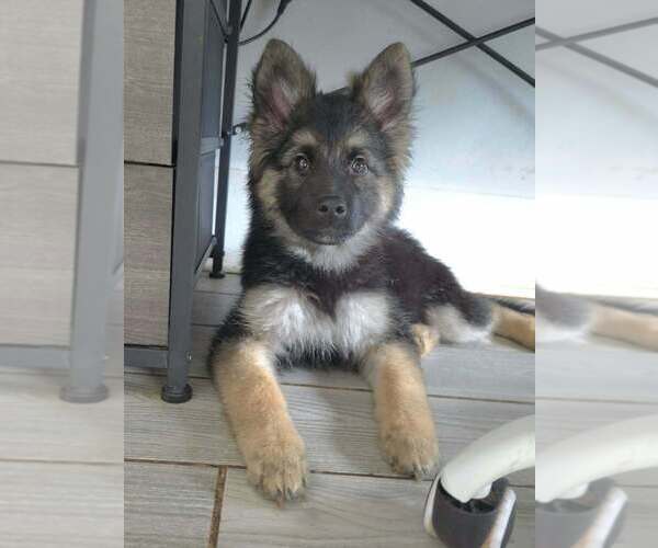 Medium Photo #2 German Shepherd Dog Puppy For Sale in Raleigh, NC, USA