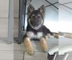 Small #1 German Shepherd Dog