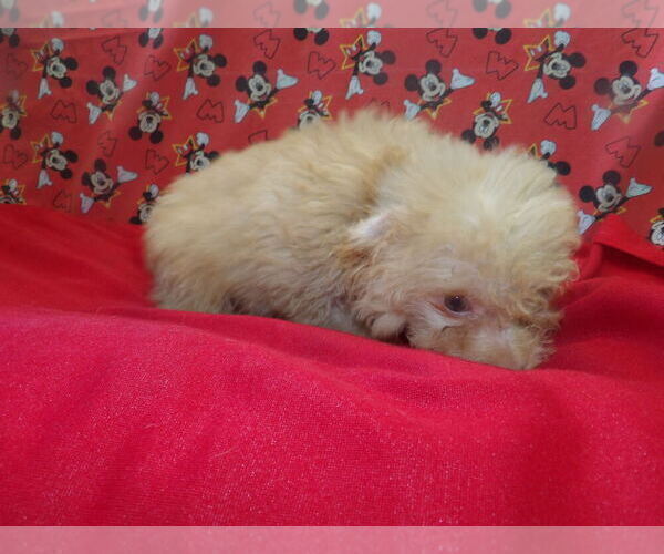 Medium Photo #1 F2 Aussiedoodle Puppy For Sale in PATERSON, NJ, USA