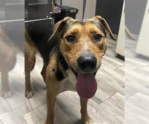 German Shepherd Dog-Unknown Mix Dogs for adoption in Redlands, CA, USA