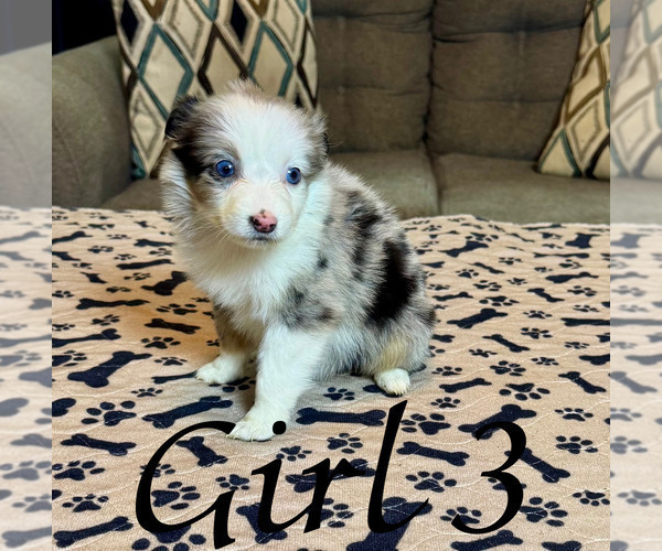 Medium Photo #99 Miniature Australian Shepherd Puppy For Sale in SALISBURY, NC, USA
