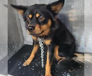 Chihuahua-Unknown Mix Dogs for adoption in San Antonio, TX, USA