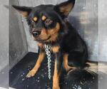 Small Chihuahua Mix