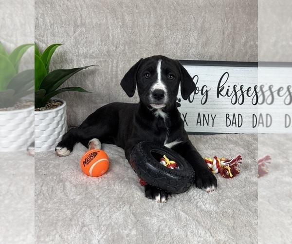 Medium Photo #2 Boxador Puppy For Sale in FRANKLIN, IN, USA