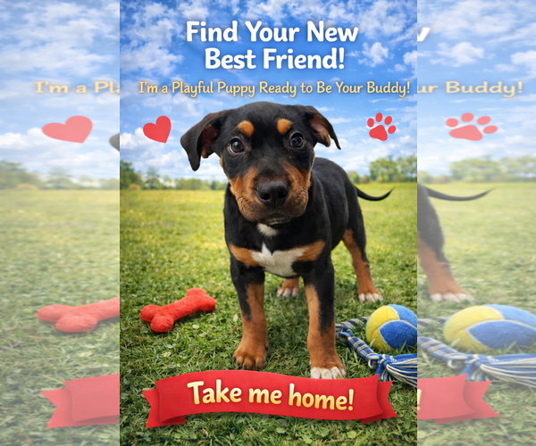 Medium Photo #1 Mutt Puppy For Sale in Mount Pleasant, SC, USA