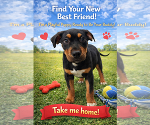 Mutt Dogs for adoption in Mount Pleasant, SC, USA