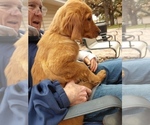 Small Photo #6 Golden Retriever Puppy For Sale in ALVARADO, TX, USA