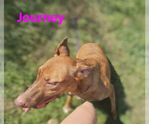 Journey - Female Mutt Dog for Adoption - Photo #4
