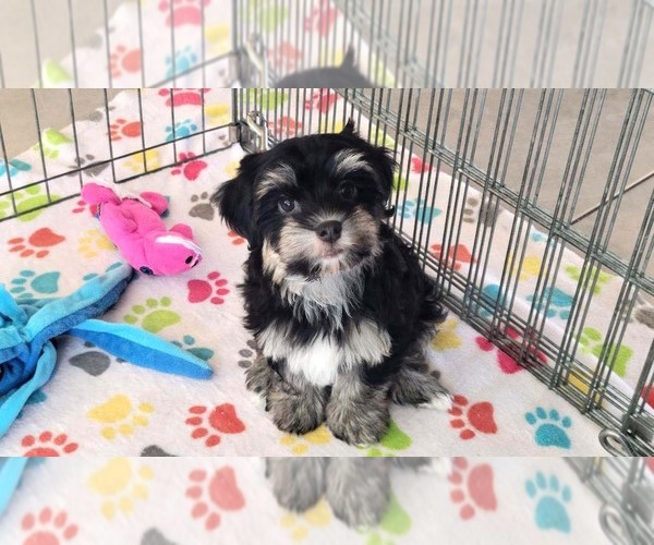 Medium Photo #10 Havanese Puppy For Sale in ORO VALLEY, AZ, USA