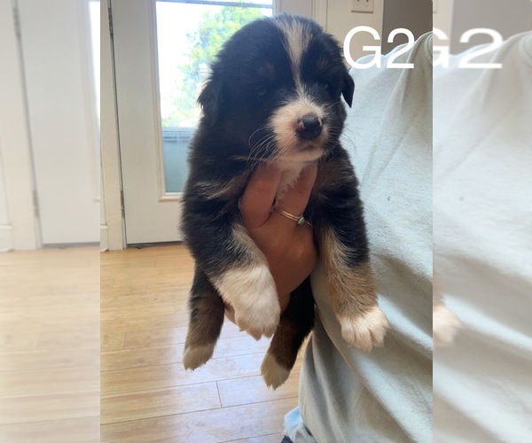 Medium Photo #4 Border-Aussie Puppy For Sale in MOUNT WASHINGTON, KY, USA