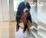Small Photo #4 Border-Aussie Puppy For Sale in MOUNT WASHINGTON, KY, USA