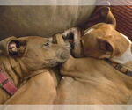 Small #2 American Pit Bull Terrier Mix