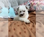 Small Photo #3 Maltipoo Puppy For Sale in PARAGON, IN, USA