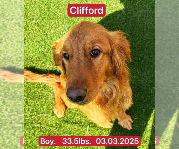 Medium Photo #3 Golden Retriever Puppy For Sale in West Hollywood, CA, USA