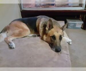 German Shepherd Dog Dogs for adoption in Cupertino, CA, USA