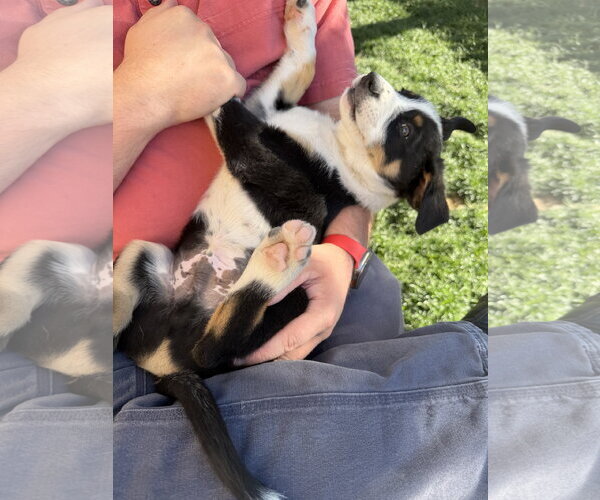 Medium Photo #6 Border Collie-Unknown Mix Puppy For Sale in Sandy, UT, USA