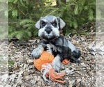 Small #3 Schnauzer (Miniature)