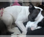 Small #4 American Pit Bull Terrier Mix