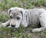 Puppy Speckles Daniff