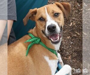 Mutt Dogs for adoption in Washington, DC, USA