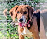Small #7 Beagle Mix
