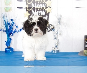 Maltese Puppy for sale in MOUNT VERNON, OH, USA