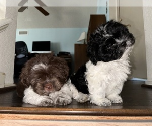 Shih Tzu Litter for sale in FORT WORTH, TX, USA