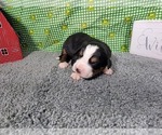 Small Photo #6 Bernese Mountain Dog Puppy For Sale in BLACK FOREST, CO, USA