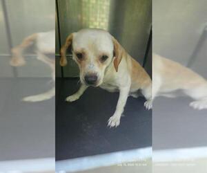 Beagle-Unknown Mix Dogs for adoption in San Antonio, TX, USA