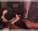 Small Photo #27 Boston Terrier-Collie Mix Puppy For Sale in COLUMBUS, OH, USA