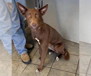 Australian Kelpie-Unknown Mix Dogs for adoption in San Antonio, TX, USA