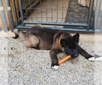 Puppy Puppy 6 Akita