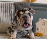 Small #5 French Bulldog