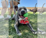 Small #7 American Pit Bull Terrier