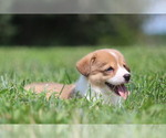 Small Photo #18 Pembroke Welsh Corgi Puppy For Sale in FORT MADISON, IA, USA