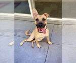 Small #6 Black Mouth Cur-Pug Mix