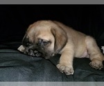 Small Photo #19 Mastiff Puppy For Sale in INDIANAPOLIS, IN, USA