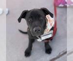 Small #2 Labrador Retriever Mix